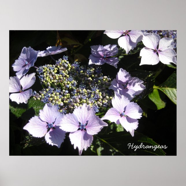 Elegant Hydrangeas Poster (Framsidan)