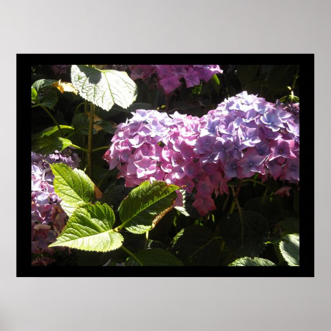 Elegant Hydrangeas Poster (Framsidan)