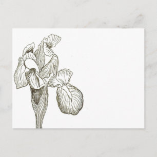 Elegant Iris-vykort Vykort