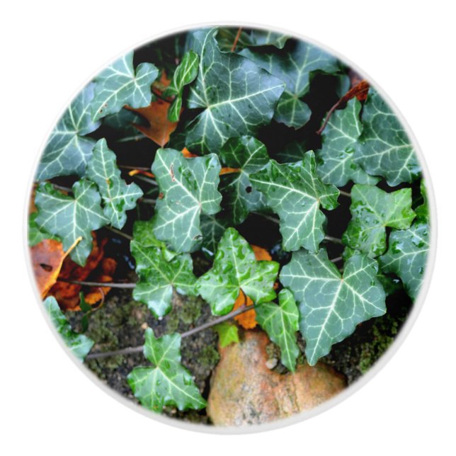 Elegant klassisk grönt av sten Ivy och fält Knopp (Framsidan)