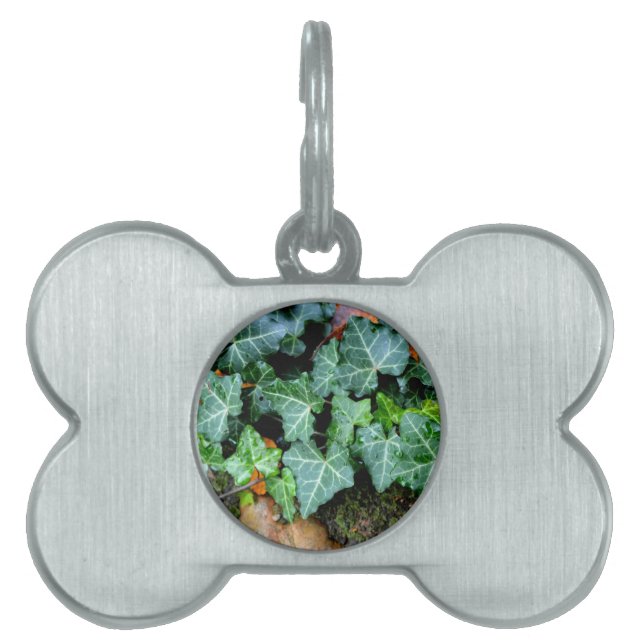 Elegant klassisk grönt av sten Ivy och fält Namnbricka Husdjur (Framsidan)