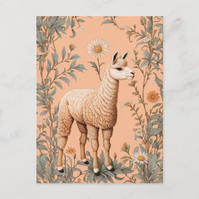 Elegant Lama och Daisy Flowers på persikor Vykort (Framsida)