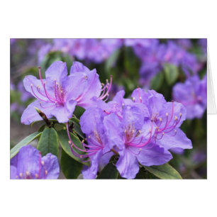 elegant lila azalea-blommor, 杜 鹃 花 hälsningskort