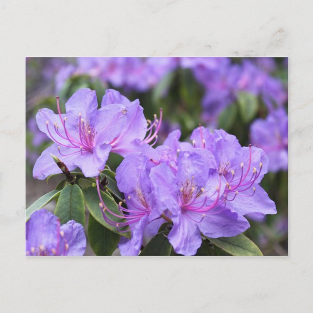 elegant lila azalea-blommor, 杜 鹃 花 vykort (Framsida)
