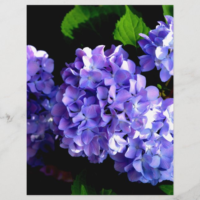 Elegant lila blommigt lila Blue hydrangeas (Framsida)
