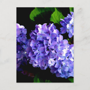 Elegant lila blommigt lila Blue hydrangeas Vykort