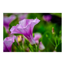 Elegant Lila Bloom in Focus