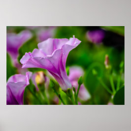 Elegant Lila Bloom in Focus Poster