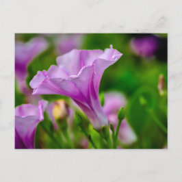 Elegant Lila Bloom in Focus Vykort