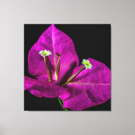 Elegant Lila Bougainvillea Canvastryck