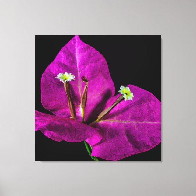 Elegant Lila Bougainvillea Canvastryck (Framsida)