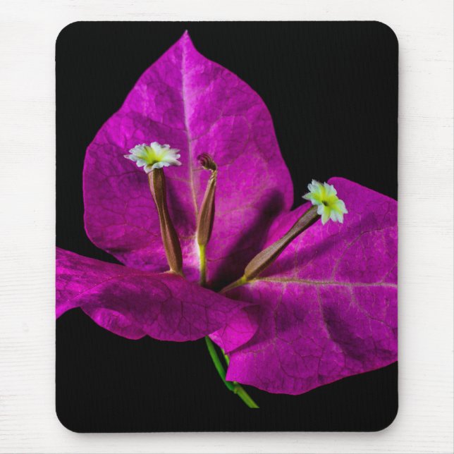 Elegant Lila Bougainvillea Musmatta (Framsidan)