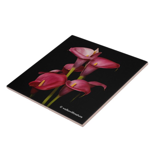 Elegant Lila Calla Lilies Kakelplatta (Sidan)