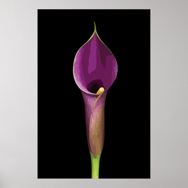 Elegant Lila Calla Lily Illustration Poster (Framsidan)