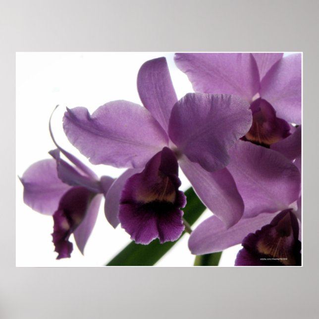 Elegant Lila Cattleya Orchids Poster (Framsidan)