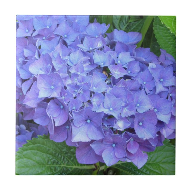 Elegant Lila Hydrangeas Kakelplatta (Framsidan)