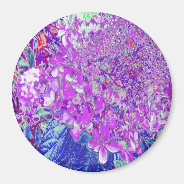 Elegant lila och blå Limelight Hortensia Magnet (Framsidan)
