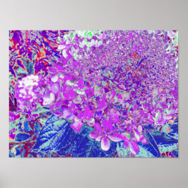 Elegant lila och blå Limelight Hortensia Poster