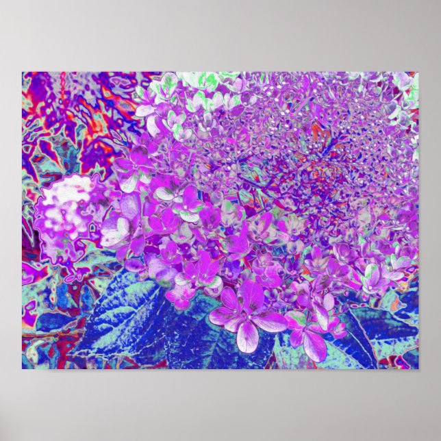 Elegant lila och blå Limelight Hortensia Poster (Framsidan)