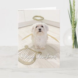 Elegant malteser hund ängel julkort kort