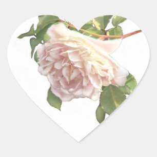 elegant mjuk rosa vit rosenknopp hjärtformat klistermärke