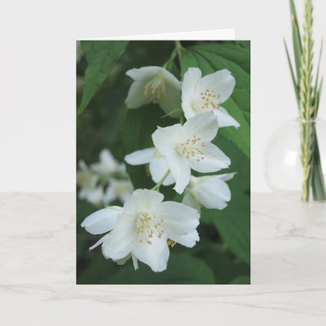 Elegant Modern Jasmine Flowers Photo Sympathy Kort (Framsida)