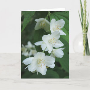 Elegant Modern Jasmine Flowers Photo Sympathy Kort