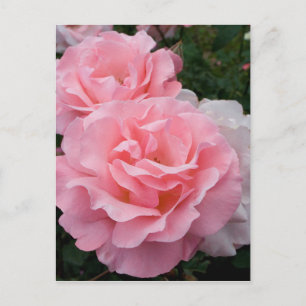 Elegant Modern Rosa ros vykort