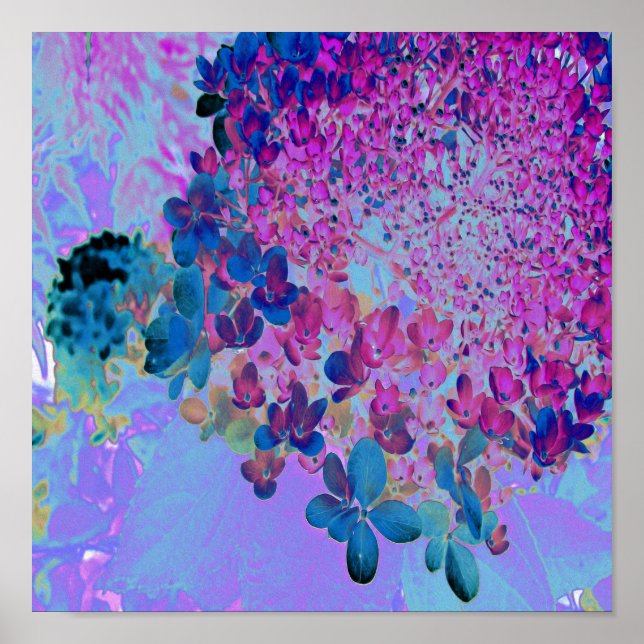 Elegant Mörk blått och Magenta Limelight Hydrangea Poster (Framsidan)