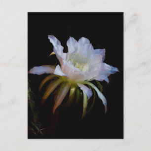 Elegant nattens drottning-kaktusblomma vykort