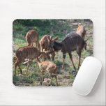 Elegant Nyala Antelope Wildlife Photo Musmatta<br><div class="desc">Ett slående foto av en nyalansk antelope i Afrika. Dessa ovärdiga djur lever i harmoni med vervet-apor,  som ofta matar på den frukt som deras primatgrannar tappar. Fotograferad av fotografen Richard Smith som har lärt sig och hedrat sina kunskaper sedan 2009!</div>