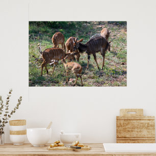 Elegant Nyala Antilop i Afrika Poster
