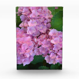 Elegant och Rustic Hortensia Hydrangea macrophylla