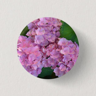 Elegant och rustik hortensia Hydrangea macrophylla Knapp