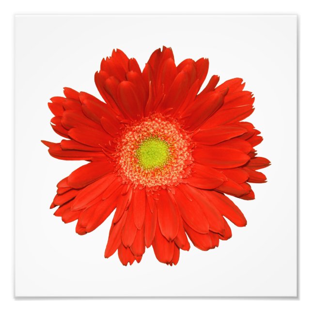 Elegant Orange Daisy Photo Print Fototryck (Framsidan)