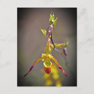 Elegant Orange Gult Orchid Botaniskt fenben Helg Vykort