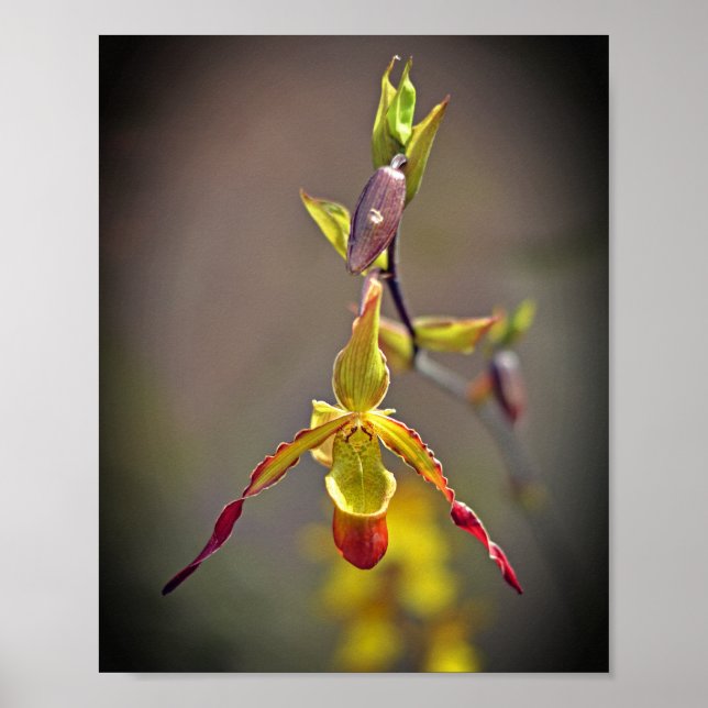 Elegant Orange Gult Orchid Botaniskt fenben Poster (Framsidan)