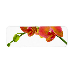 Elegant Orange Orchds Anpassningsbar - tomma etike Returadress Etikett