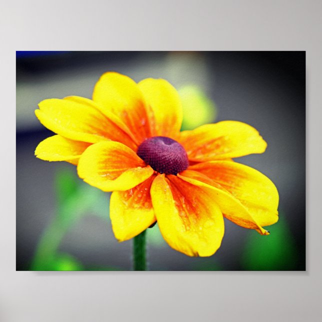 Elegant OrangeDahlia Flower med en Gult Poster (Framsidan)