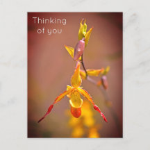 Elegant OrangeYellow Orchid Flower Thinking