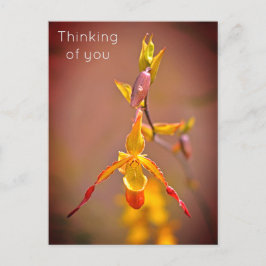 Elegant OrangeYellow Orchid Flower Thinking Helg Vykort