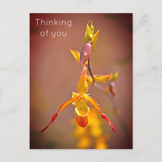 Elegant OrangeYellow Orchid Flower Thinking Helg Vykort (Framsida)