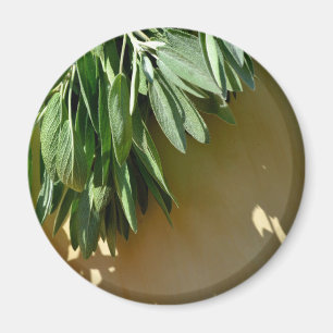 Elegant örter för botanisk grönt löv sage magnet