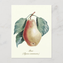 Elegant Päronfrukt av botanisk Vintage Vykort