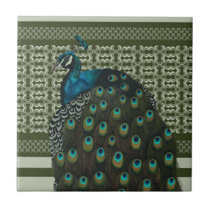 Elegant Peacock Bird Älskare Kakelplatta