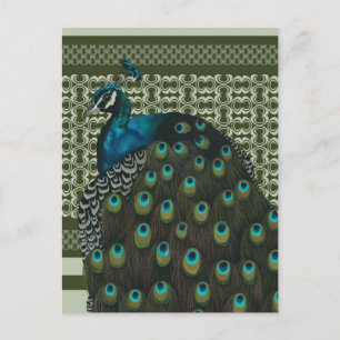 Elegant Peacock Bird Älskare Vykort