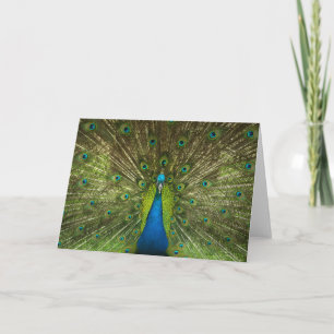 Elegant Peacock Blue Grönt Feathers Photo Kort