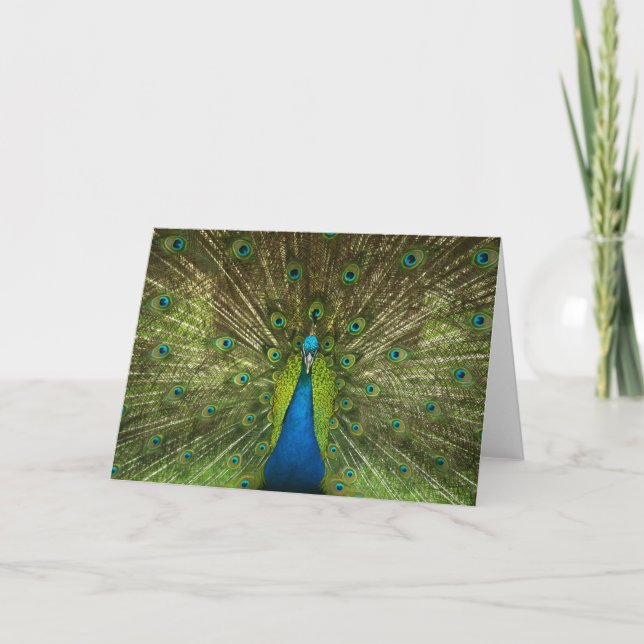 Elegant Peacock Blue Grönt Feathers Photo Kort (Framsida)