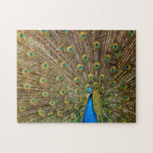 Elegant Peacock Svan Feathers