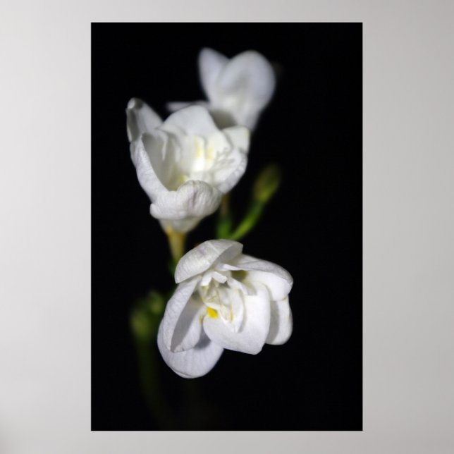 Elegant Poster (Framsidan)